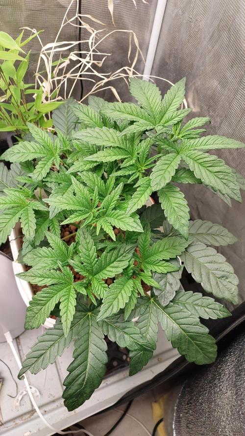 Gmo-animal cookies. Week 5