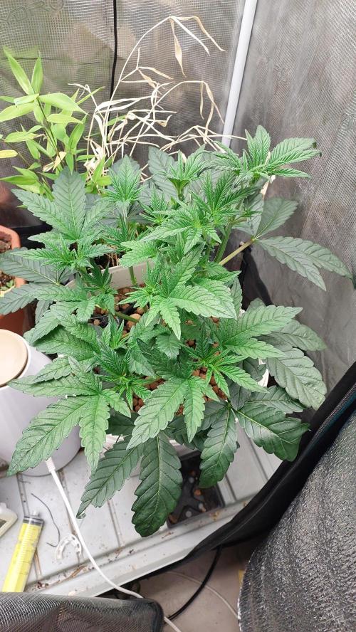 Gmo-animal cookies. Week 5 - She began to grow up.