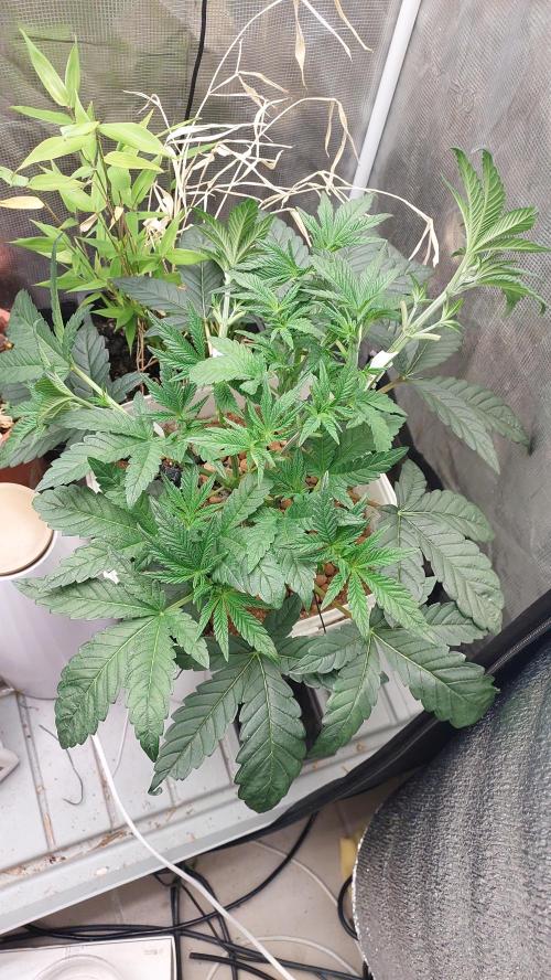 Gmo-animal cookies. Week 5