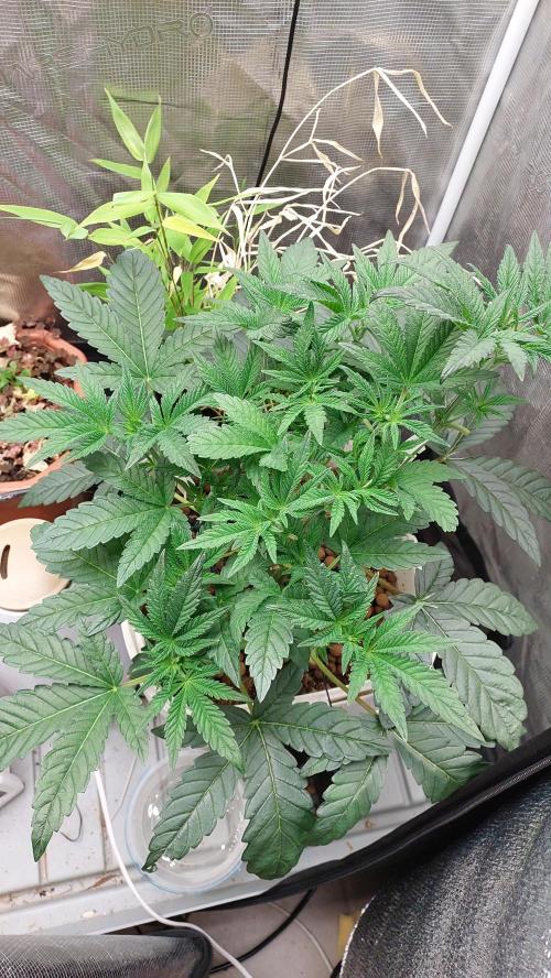 Gmo-animal cookies. Week 5