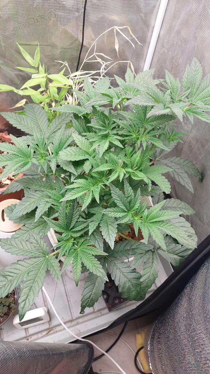 Gmo-animal cookies. Week 6