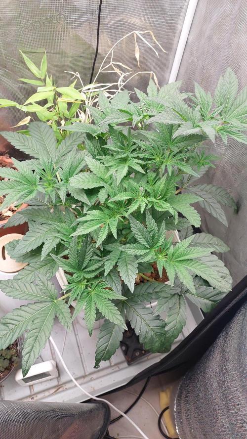 Gmo-animal cookies. Week 6