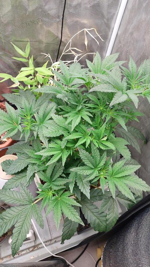 Gmo-animal cookies. Week 6