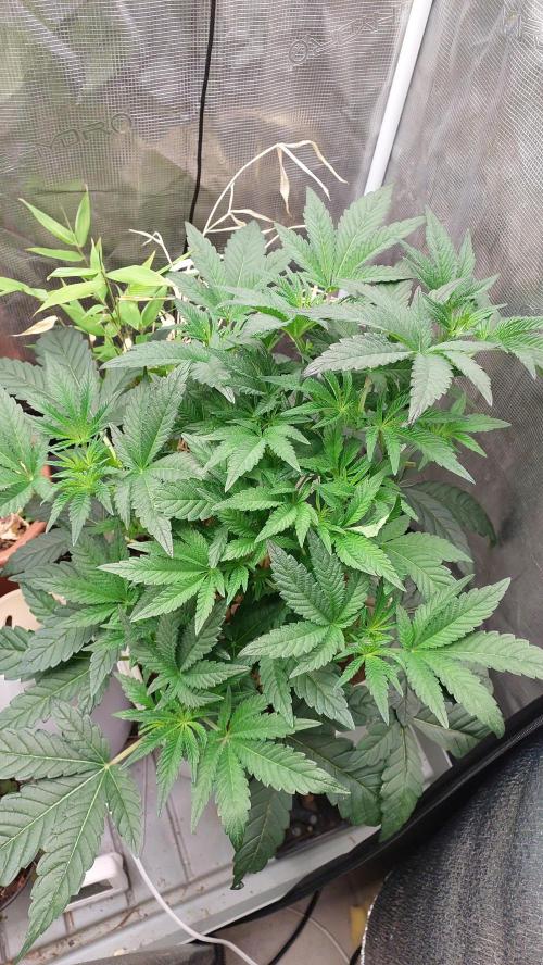 Gmo-animal cookies. Week 6