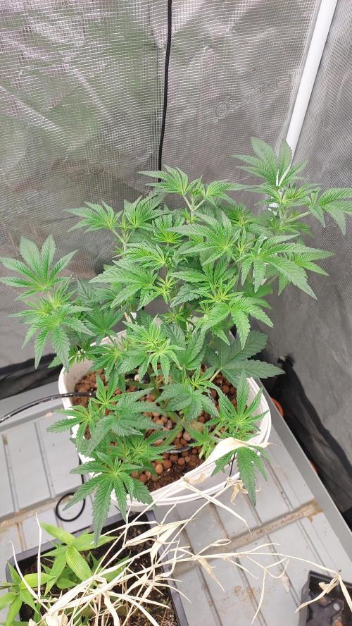 Gmo-animal cookies. Week 6