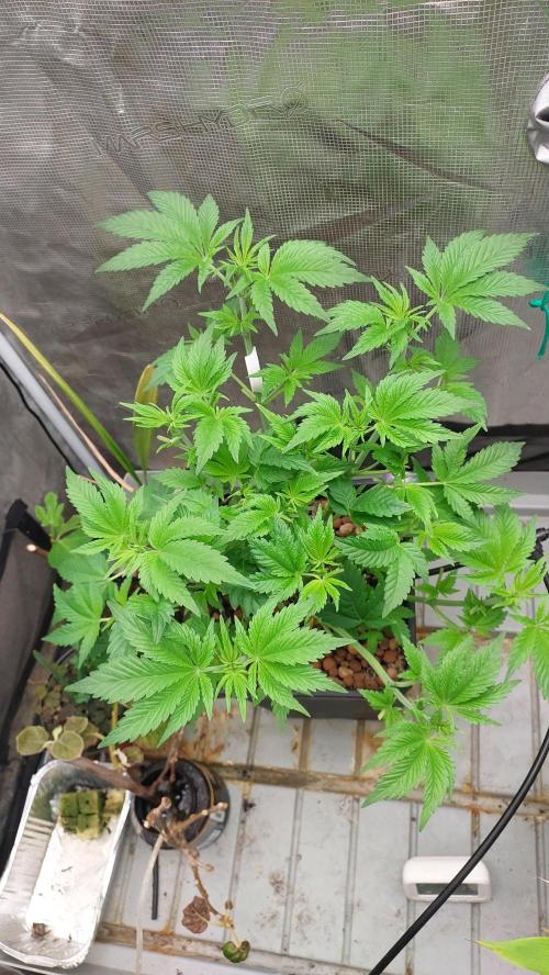 Broccoli. Week 6 - Some defoliation