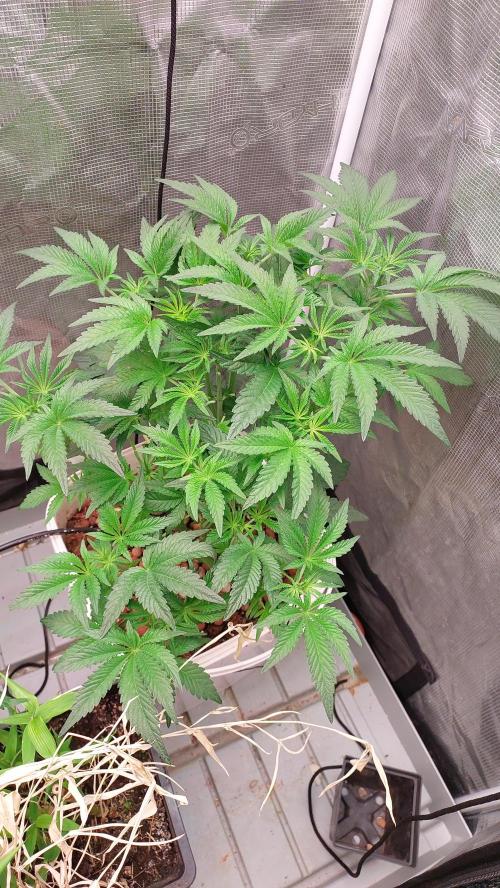 Gmo-animal cookies. Week 6