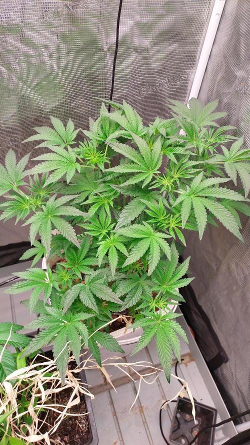 Gmo-animal cookies. Week 6