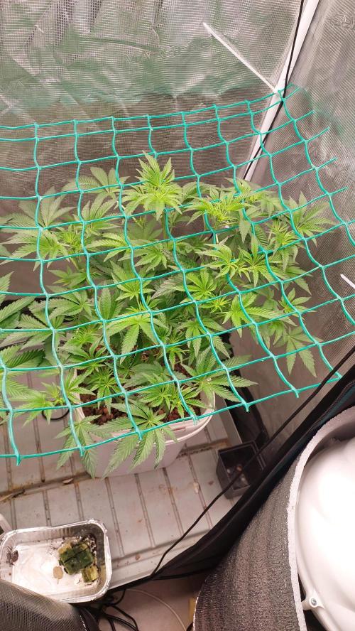 Gmo-animal cookies. Week 7