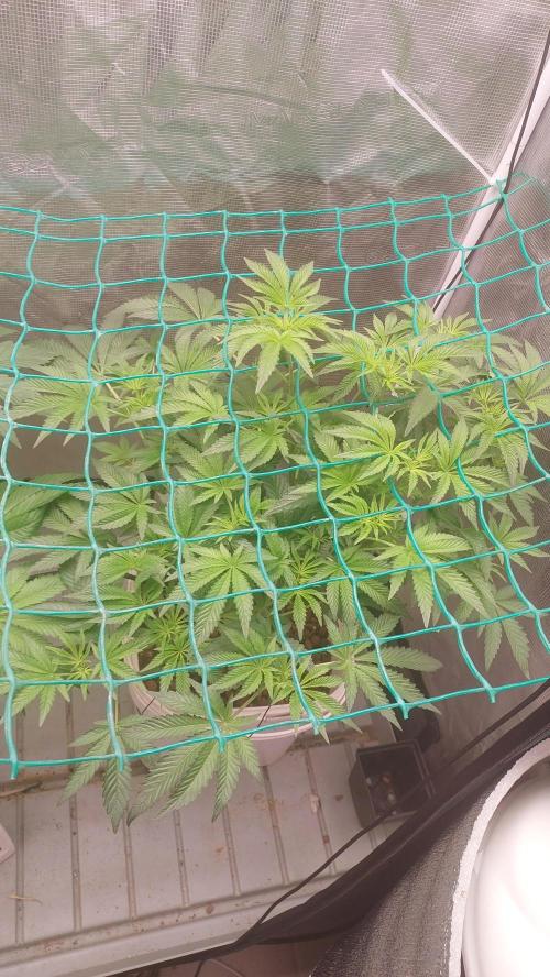 Gmo-animal cookies. Week 7