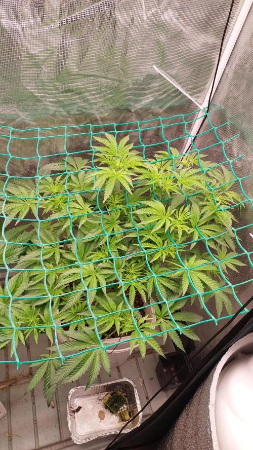 Gmo-animal cookies. Week 7