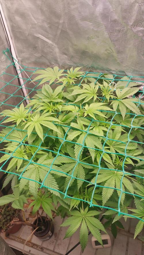 Broccoli. Week 8