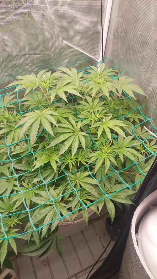 Gmo-animal cookies. Week 8