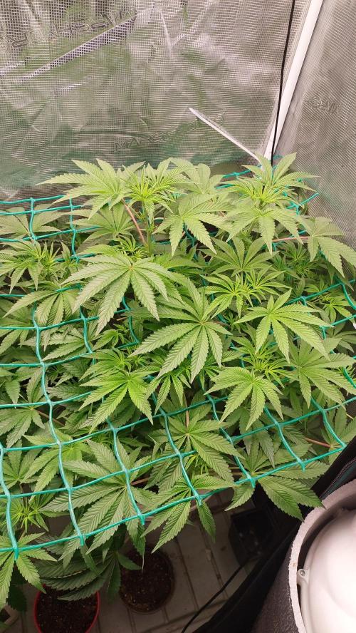 Gmo-animal cookies. Week 8