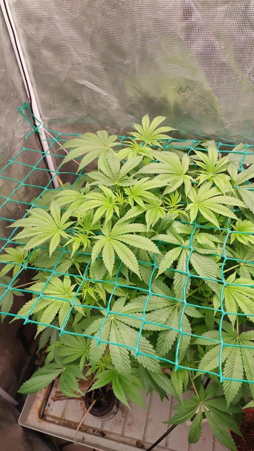 Broccoli. Week 8