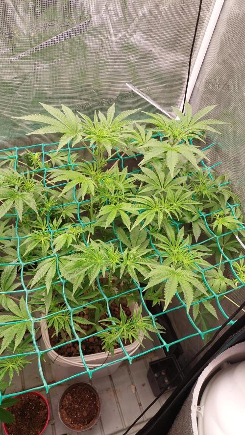 Gmo-animal cookies. Week 8