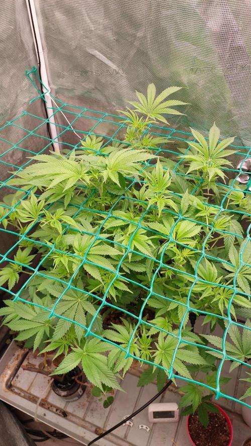 Broccoli. Week 8