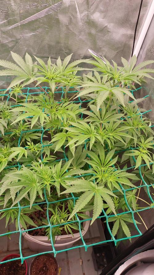 Gmo-animal cookies. Week 8