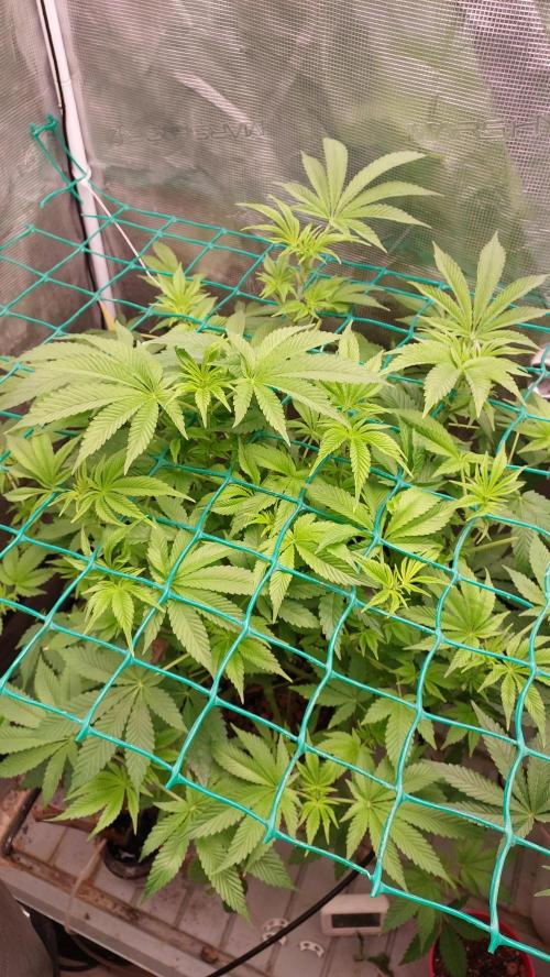 Broccoli. Week 8