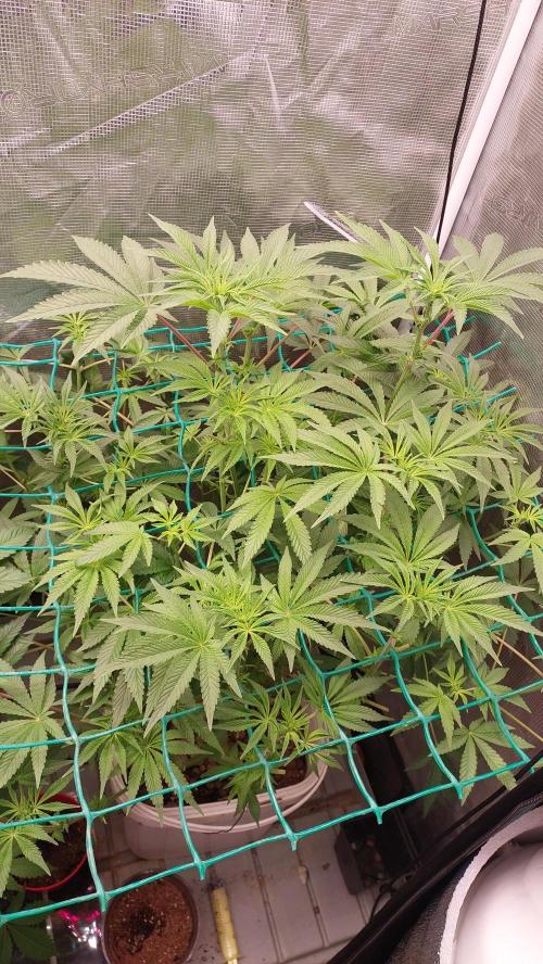 Gmo-animal cookies. Week 8