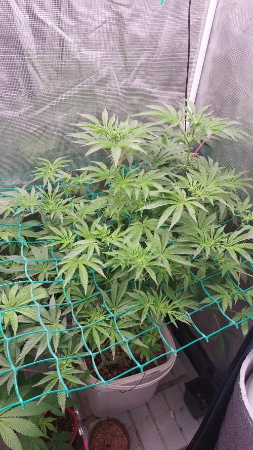 Gmo-animal cookies. Week 8