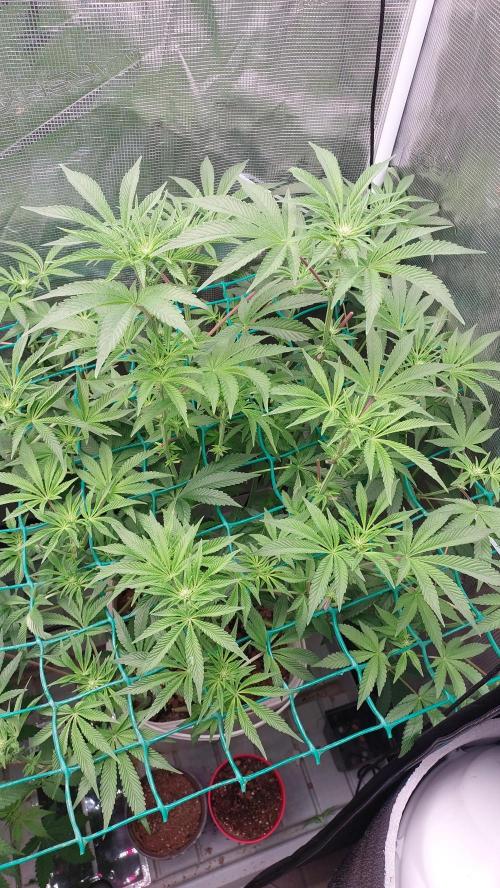 Gmo-animal cookies. Week 8