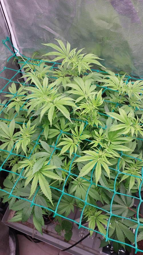 Broccoli. Week 8