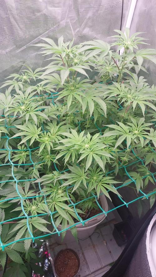 Gmo-animal cookies. Week 9