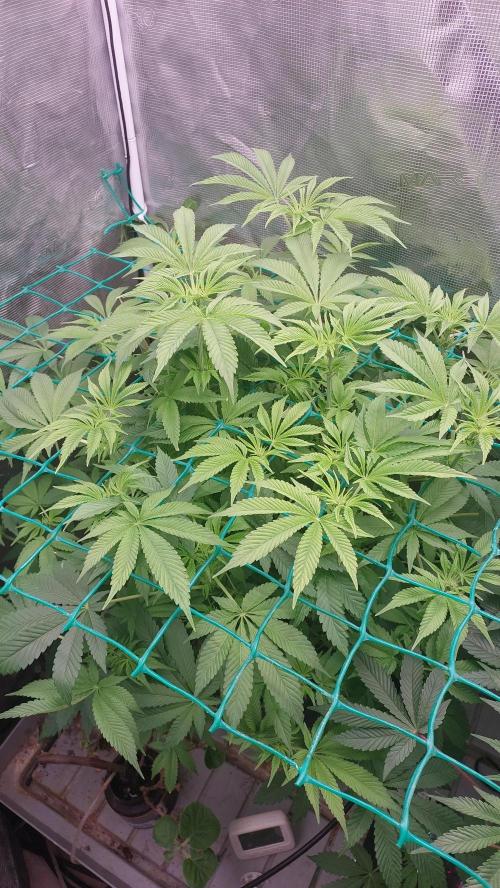 Broccoli. Week 9