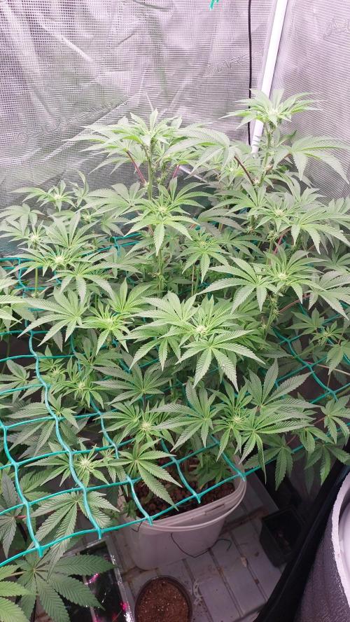 Gmo-animal cookies. Week 9