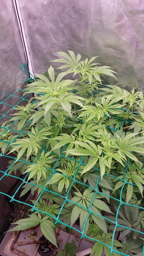 Broccoli. Week 9