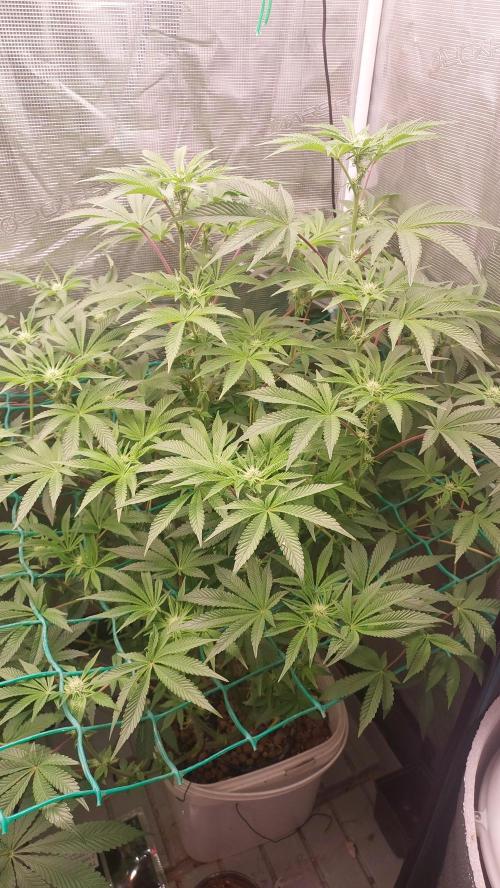 Gmo-animal cookies. Week 9