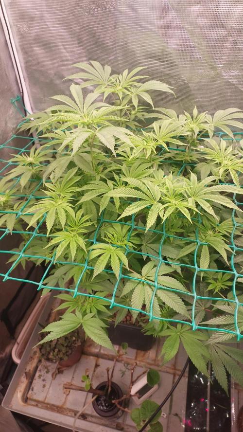 Broccoli. Week 9