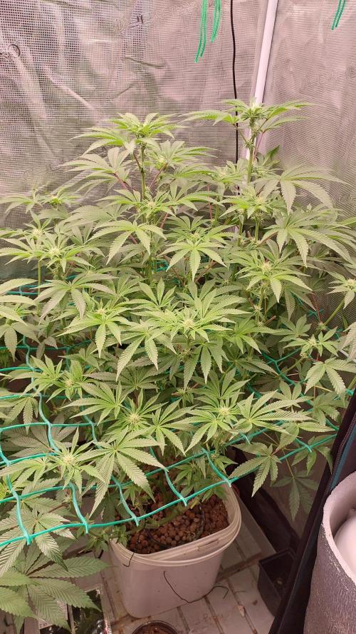 Gmo-animal cookies. Week 9