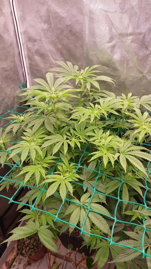 Broccoli. Week 9