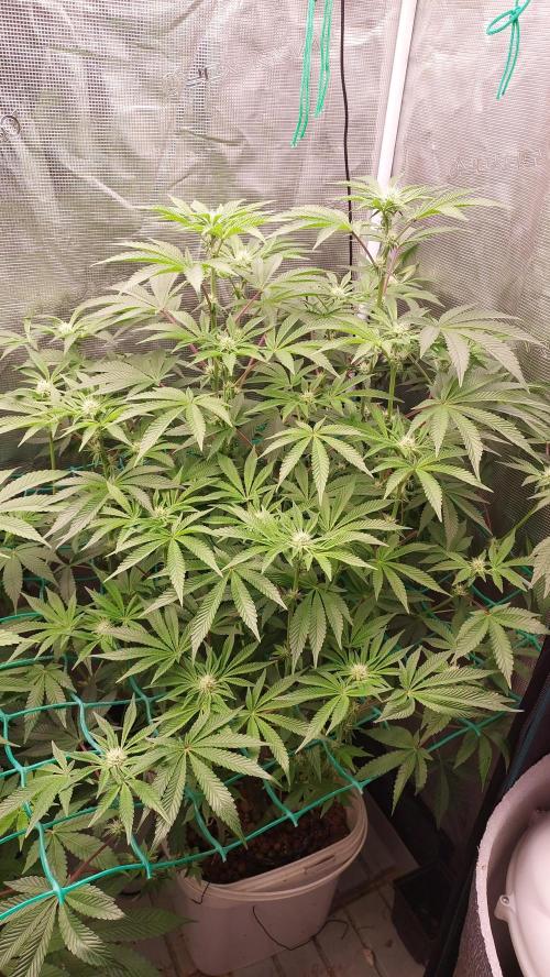Gmo-animal cookies. Week 9