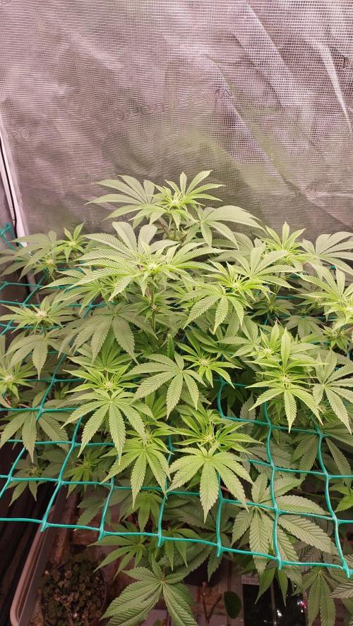Broccoli. Week 9