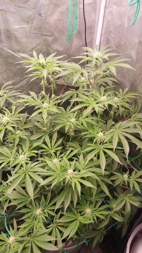 Gmo-animal cookies. Week 9