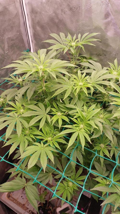 Broccoli. Week 9