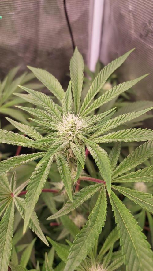 Gmo-animal cookies. Week 9