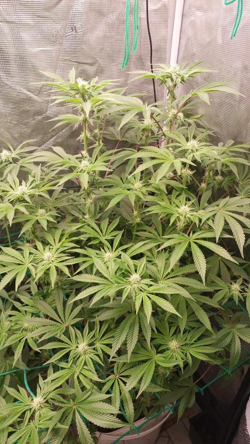 Gmo-animal cookies. Week 9