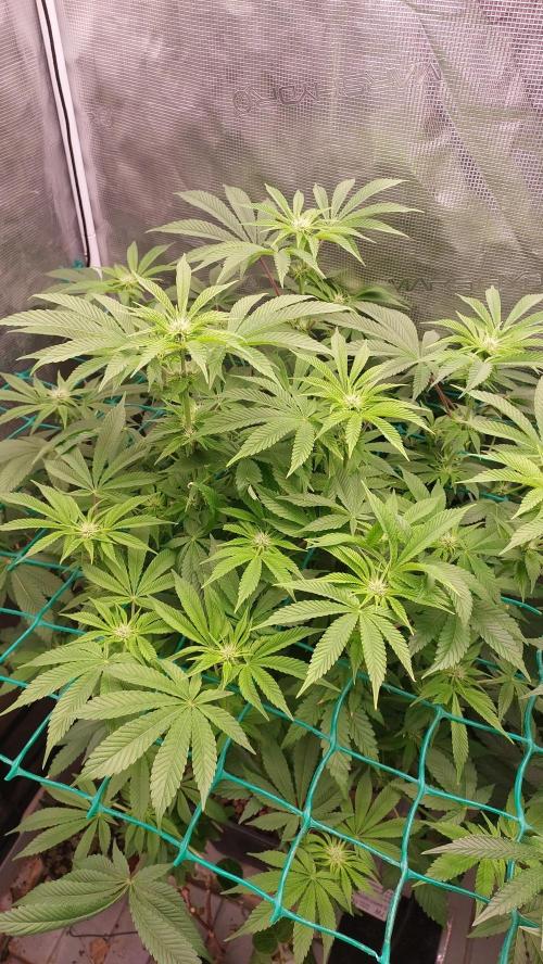 Broccoli. Week 9
