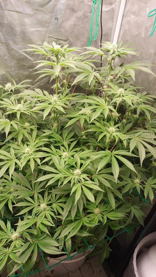 Gmo-animal cookies. Week 10