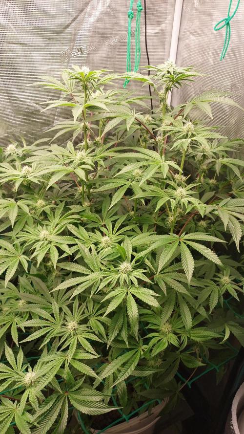 Gmo-animal cookies. Week 10