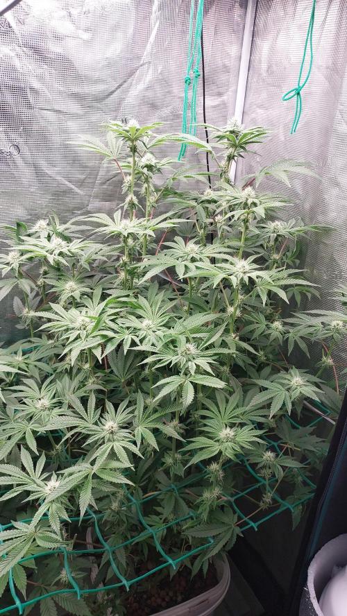Gmo-animal cookies. Week 10