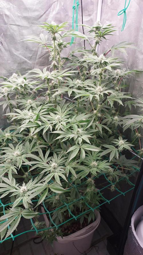 Gmo-animal cookies. Week 10