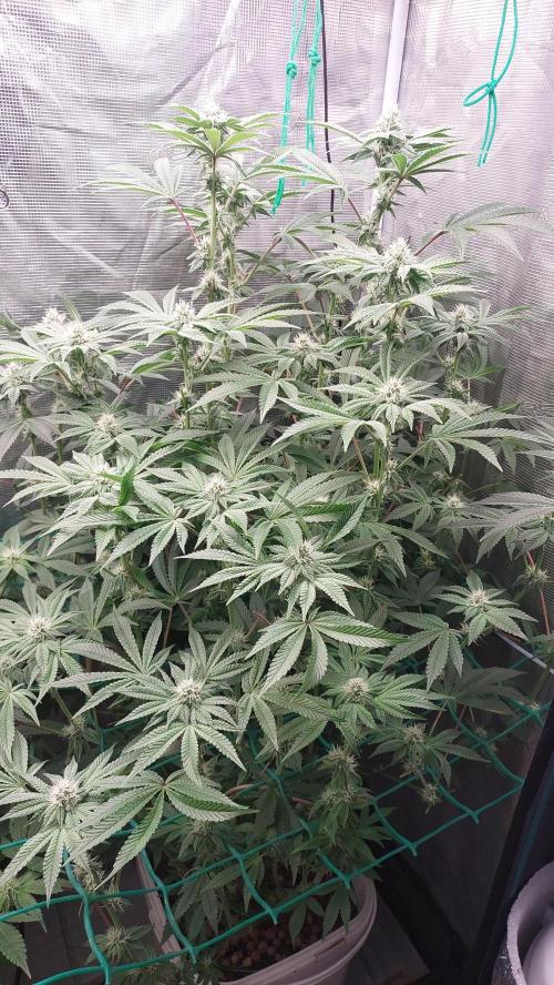 Gmo-animal cookies. Week 10