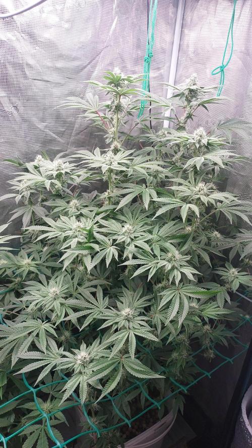 Gmo-animal cookies. Week 10