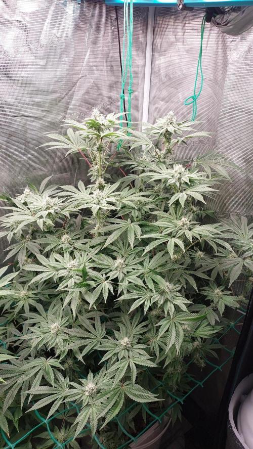 Gmo-animal cookies. Week 10