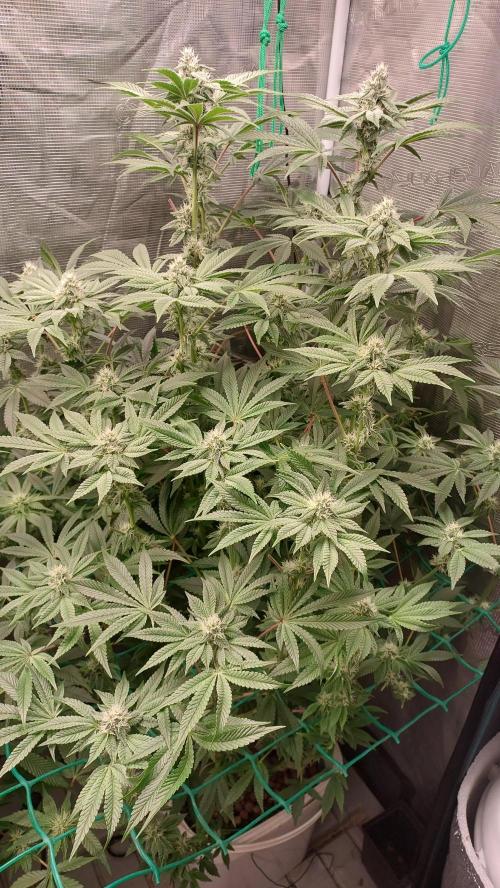 Gmo-animal cookies. Week 11